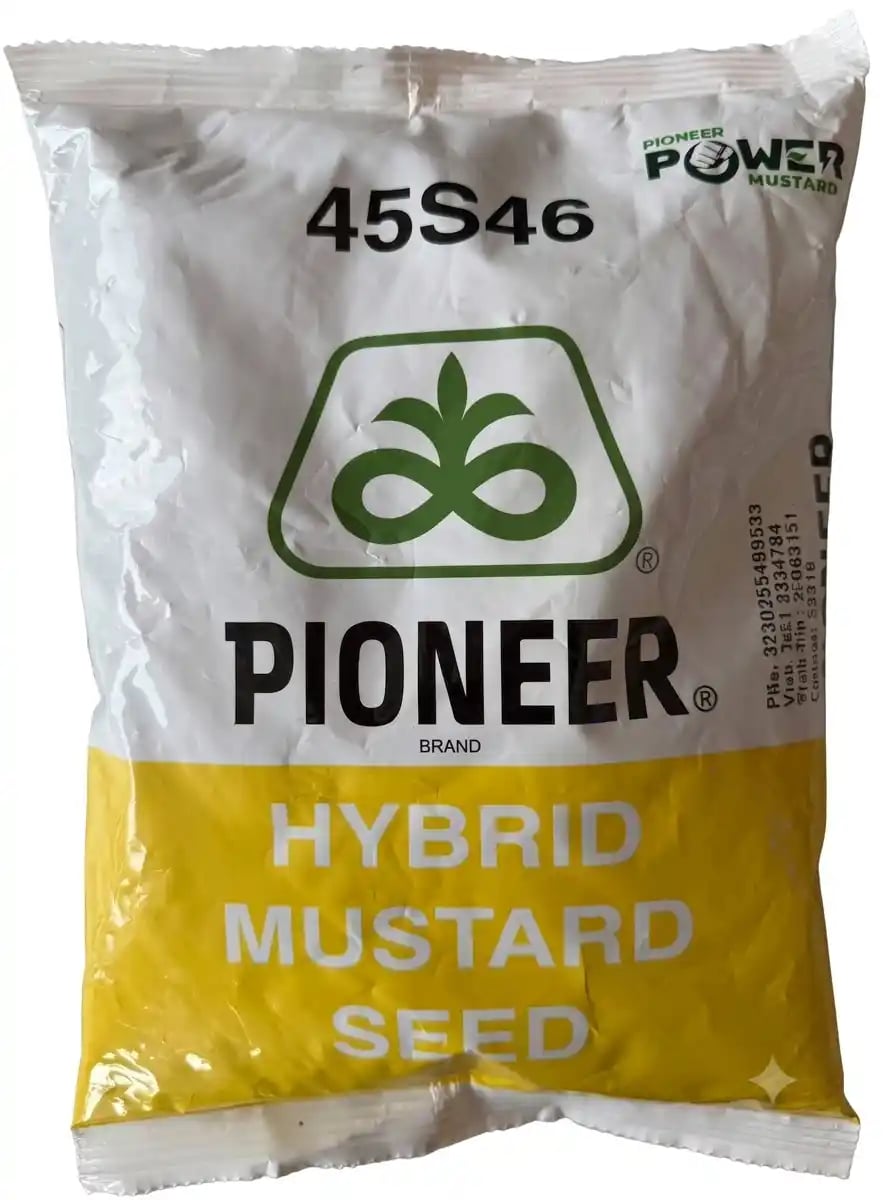 Pioneer 45S46 F1 Hybrid Mustard Seeds - Best For Rabi Season