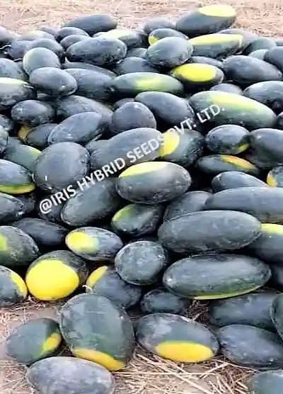 ఐరిస్ హైబ్రిడ్ ఫ్రూట్ సీడ్స్ F1 హైబ్రిడ్ పుచ్చకాయ కుబేర్ - ఐస్బాక్స్ సెగ్మెంట్, తర్బూజ్ కే బీజ్ - Image 5