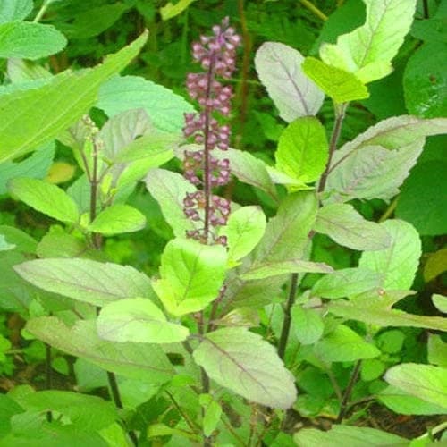 SRI SAI FORESTRY- Natural Tulsi Seed or Holy Basil Seeds, Indian Tulsi Plant Seeds, Flower Seeds - Image 8