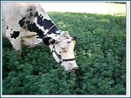 RK Seeds Hedge Lucerne Seeds - Fodder grass seeds , Velimasal Seeds , Grass seeds (Desmanthus virgatus seeds) Grass seeds for cattle, Fodder seeds, 2