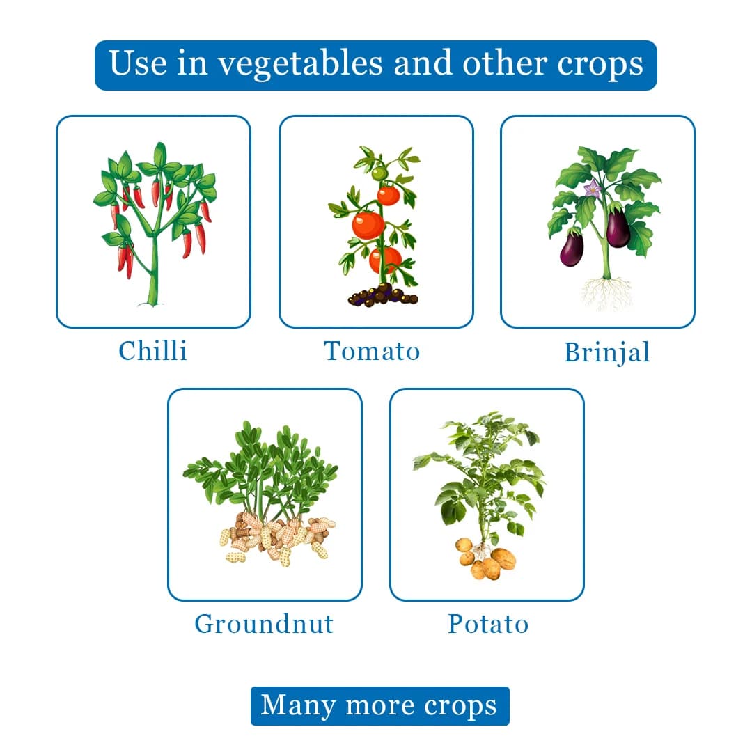 Seturn 505 Insecticide - Chlorpyriphos 50% + Cypermethrin 5% EC - Image 4