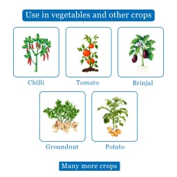 Seturn 505 - Chlorpyriphos 50% + Cypermethrin 5% EC Insecticide With Contact and Systemic Action 4