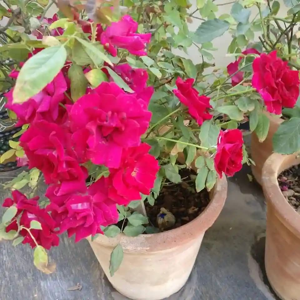 Mustard Oil Cake Powder for Healthy Plant Growth, made from premium quality cold pressed oil cakes - Image 2