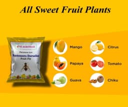 SK Agrotech Bactrocera Dorsalis Fruit Fly Pheromone Trap With Lure - Effective Solution For Mango, Papaya, Sapota, Etc. 4