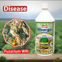 Multiplex Nisarga Trichoderma Viride 5% L.F Fungicide, Effective Fungal Disease Control 3