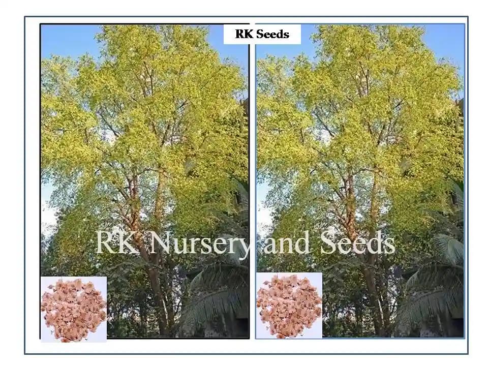 RK Seeds India Elm Tree seed (Holoptelea integrifolia seeds) Aaya maram seeds, Indian Elm seeds, entire-leaved elm tree seeds, jungle cork tree - Image 1