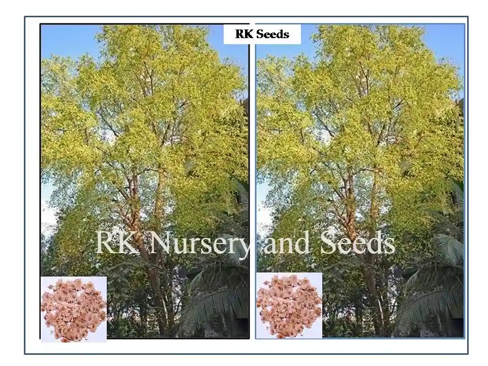 RK Seeds India Elm Tree seed (Holoptelea integrifolia seeds) Aaya maram seeds, Indian Elm seeds, entire-leaved elm tree seeds, jungle cork tree