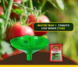 Chipku Pheromone Water Trap With Tuta Absoluta Lure To Catch Insect Tomato Leaf Miner (TLM) of Tomato, Potato, Egg Plant etc. 3
