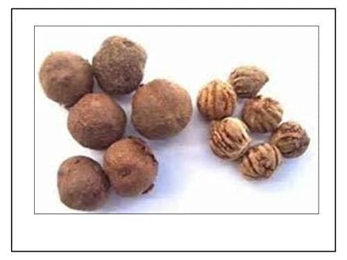 RK Seeds Teak Wood Seeds , Tectona grandis seeds , Teak Seeds for Plantation seeds, Teak Tree Seeds , Sagwan Seeds , Thekku seeds, Teak wood seeds - Image 2