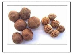 RK Seeds Teak Wood Seeds , Tectona grandis seeds , Teak Seeds for Plantation seeds, Teak Tree Seeds , Sagwan Seeds , Thekku seeds, Teak wood seeds 2