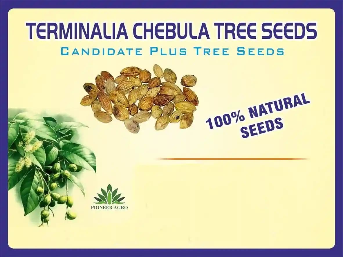 Terminalia Chebula Tree Seeds full rounded crown and cylindrical Shapes - Image 1