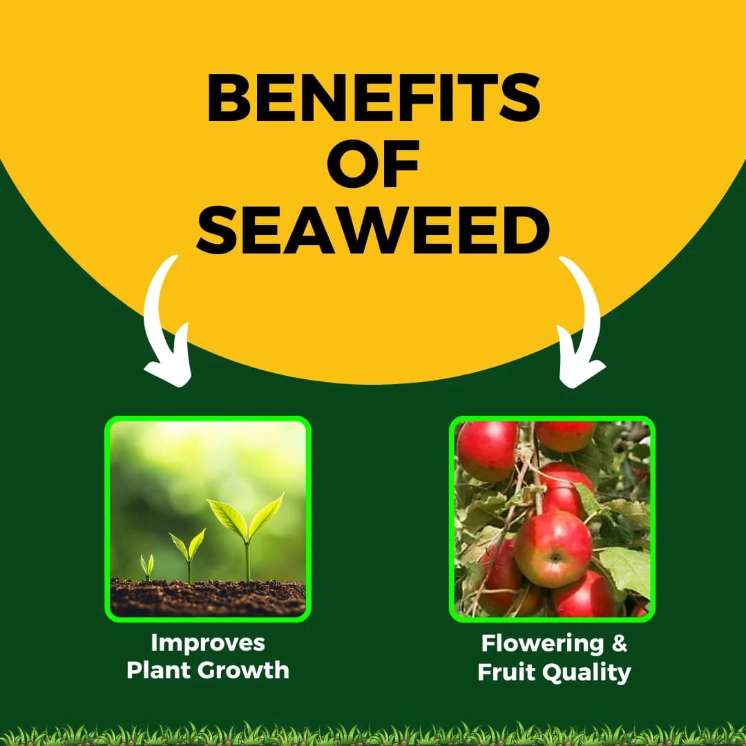 Premium Seaweed Extract Liquid for Plants Vegetables Flowers Fruits Promotes Plant Growth, Flowering, Fruiting - Keeps Plant Healthy and Greenish - Image 7