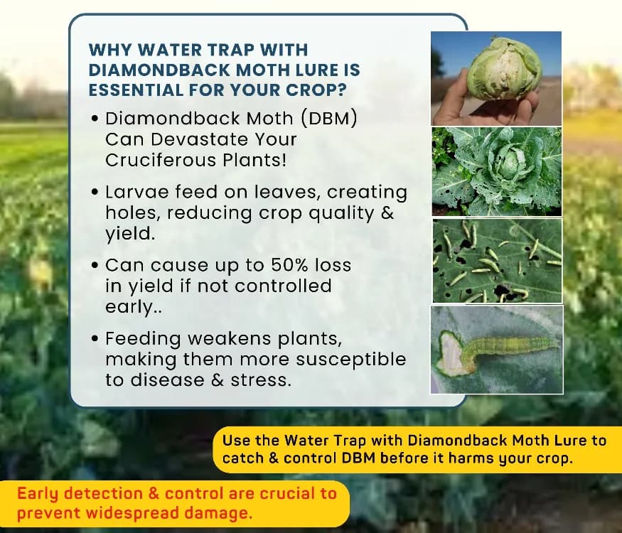 Chipku Pheromone Water Trap With Lure Plutella Xylostella To Catch Insect Diamond Black Moth (DBM) On Cabbage, Brocolli, Cauliflower Plants. - Image 7