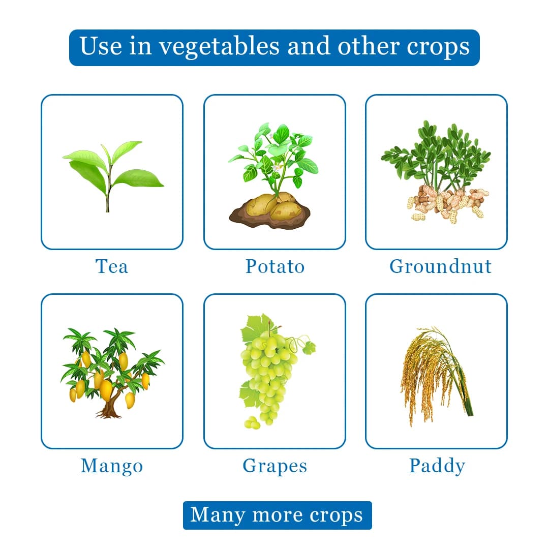 Soft Fungicide - Carbendazim 12% + Mancozeb 63% WP - Image 4