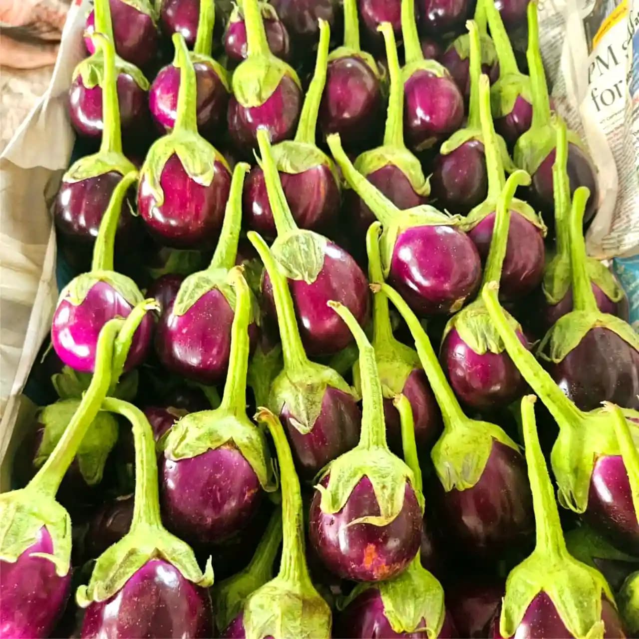 Sagar Ravaya F1 Hybrid Brinjal Seeds, Dark Violet, Oval-Shaped, High Yielding Variety - Image 2