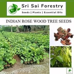 SRI SAI FORESTRY - Shisham Tree Seeds (North Indian Rosewood ) , Hard Tiber Seeds 8