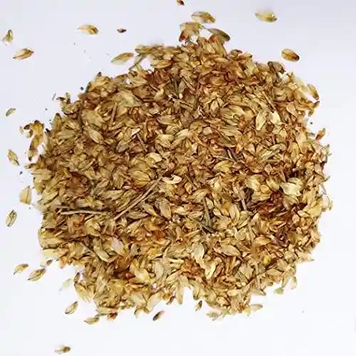 RK Seeds Casuarina equisetifolia , Australian Pine , Casuarina ,Australian Pine Tree,Choola Evergreen Tree seeds,Australian Whistling Pine seeds - Image 3