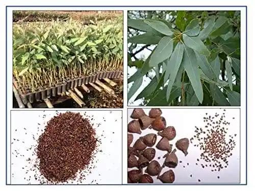 RK Seeds - Eucalyptus camaldulensis -Eucalyptus Seeds -Eucalyptus Camaldulensis, River Red Gum, Murray Red Gum, Red Gum, Eucalyptus Tree Seed - Image 2