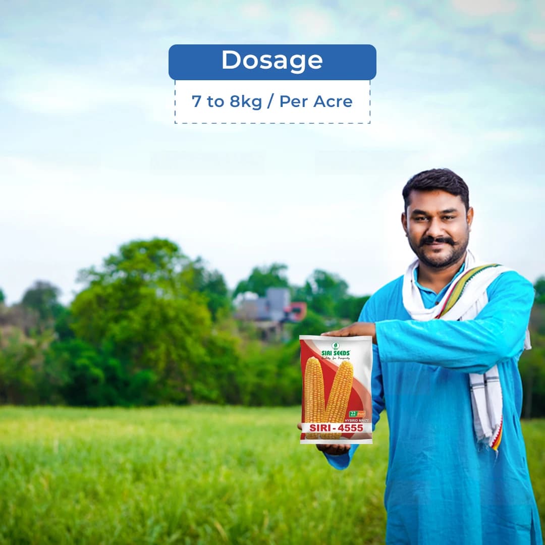 Siri Seed 4555 F1 Hybrid Maize Seed, High Shelling % And Good Grain Weight - Image 5