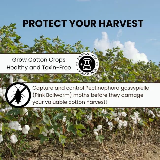 Chipku Pheromone Trap Funnel With Pink Bollworm Lure To Catch Insect Moth Of Pink Bollworm (PBW) (Pectinophora Gossippiella) In Cotton Crop. - Image 6