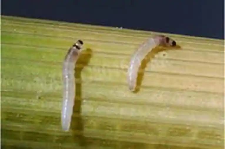 Funnel Trap With YSB Lure (Scirpophaga Incertulas) Yellow Stem Borer, Useful For Rice and Brinjal Fruit & Shoot Borer Moth. - Image 3