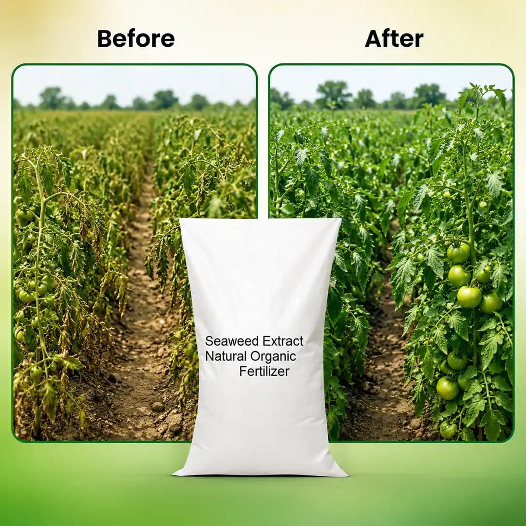 NCS Seaweed Extract Powder - 25KG Bag - Image 7