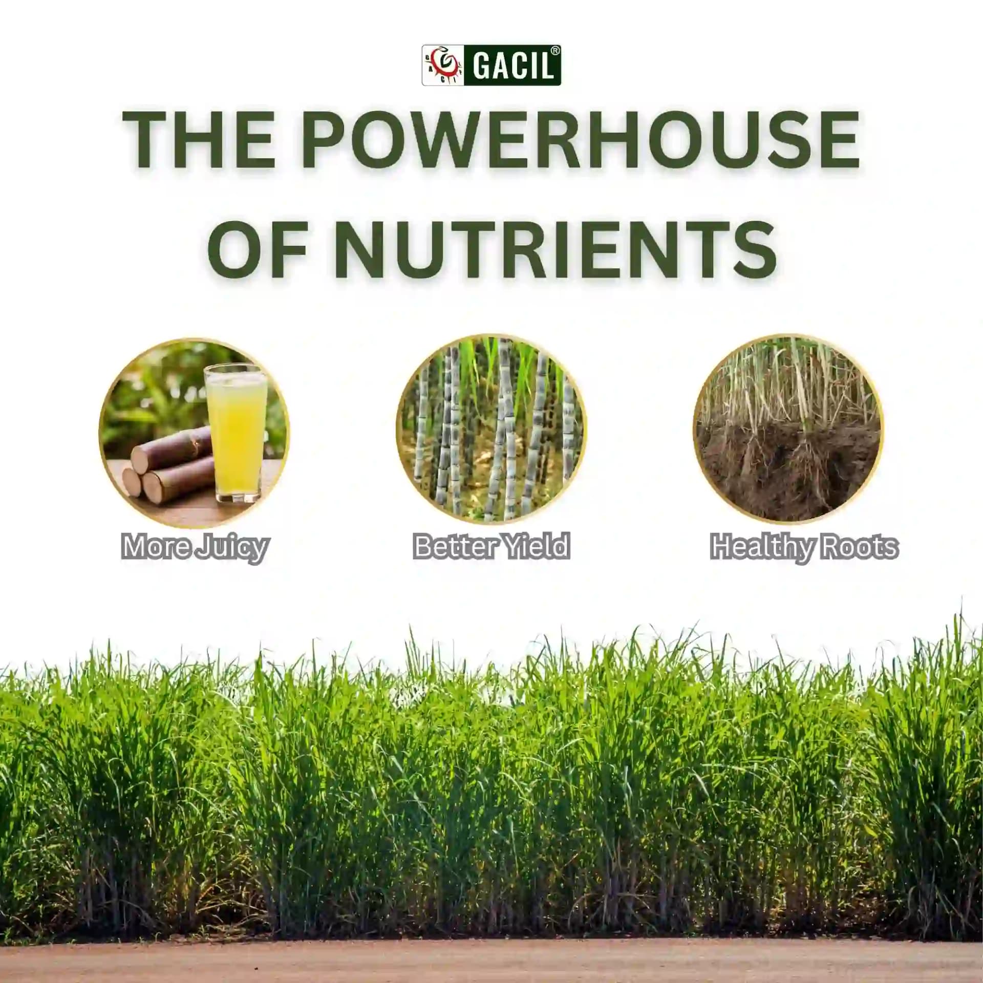 Gacil Sugarcane Special - Sugarcane Fertilizer - Image 8