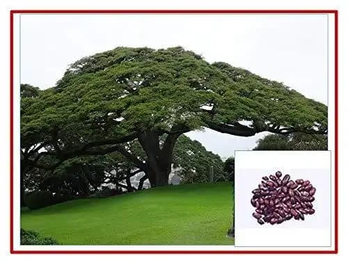 RK Seeds - Avenue seeds of Cassia fistula seeds, cassia seeds + Gulmohar Seeds, Delonix regia + Rain tree seeds, Samanea saman seeds, Albizia Saman - Image 2
