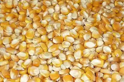 Hydroponic Corn Fodder Seeds - Image 1