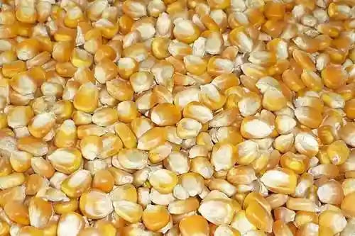 Hydroponic Corn Fodder Seeds
