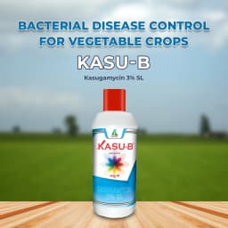 Kasu-B Fungicide - Kasugamycin 3% SL 2