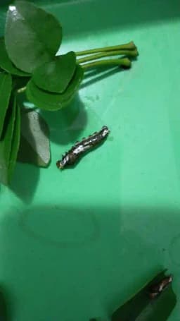 ALBATA Royal Larvend NOCA, SATTVIK and KRUSHI Certified, Non Toxic, Eco friendly. 3