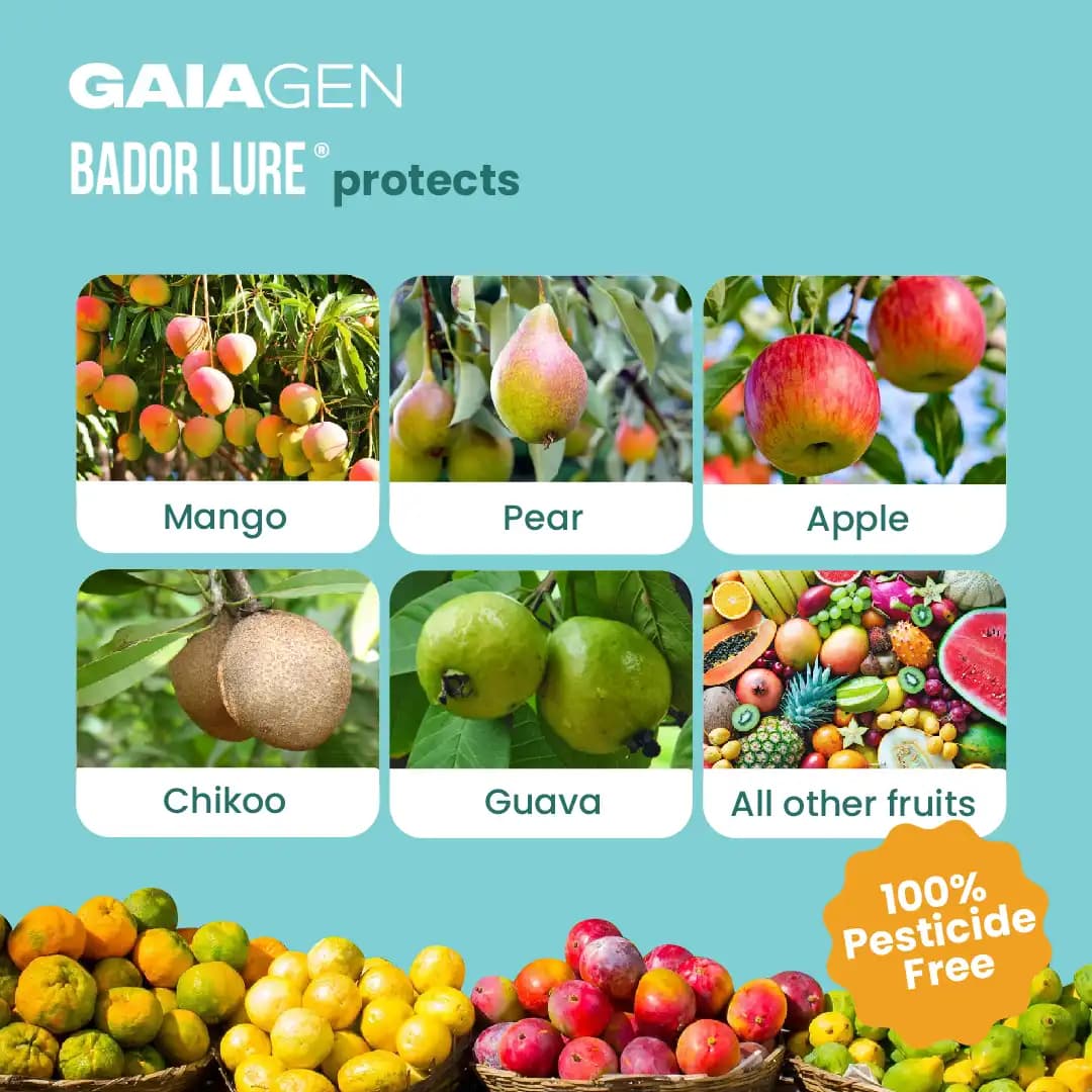 Gaiagen Bador Lure, Pheromone Lure For Fruit Fly (Bactrocera Dorsalis) And Insect Fly Trap, IMO Certified - Image 3