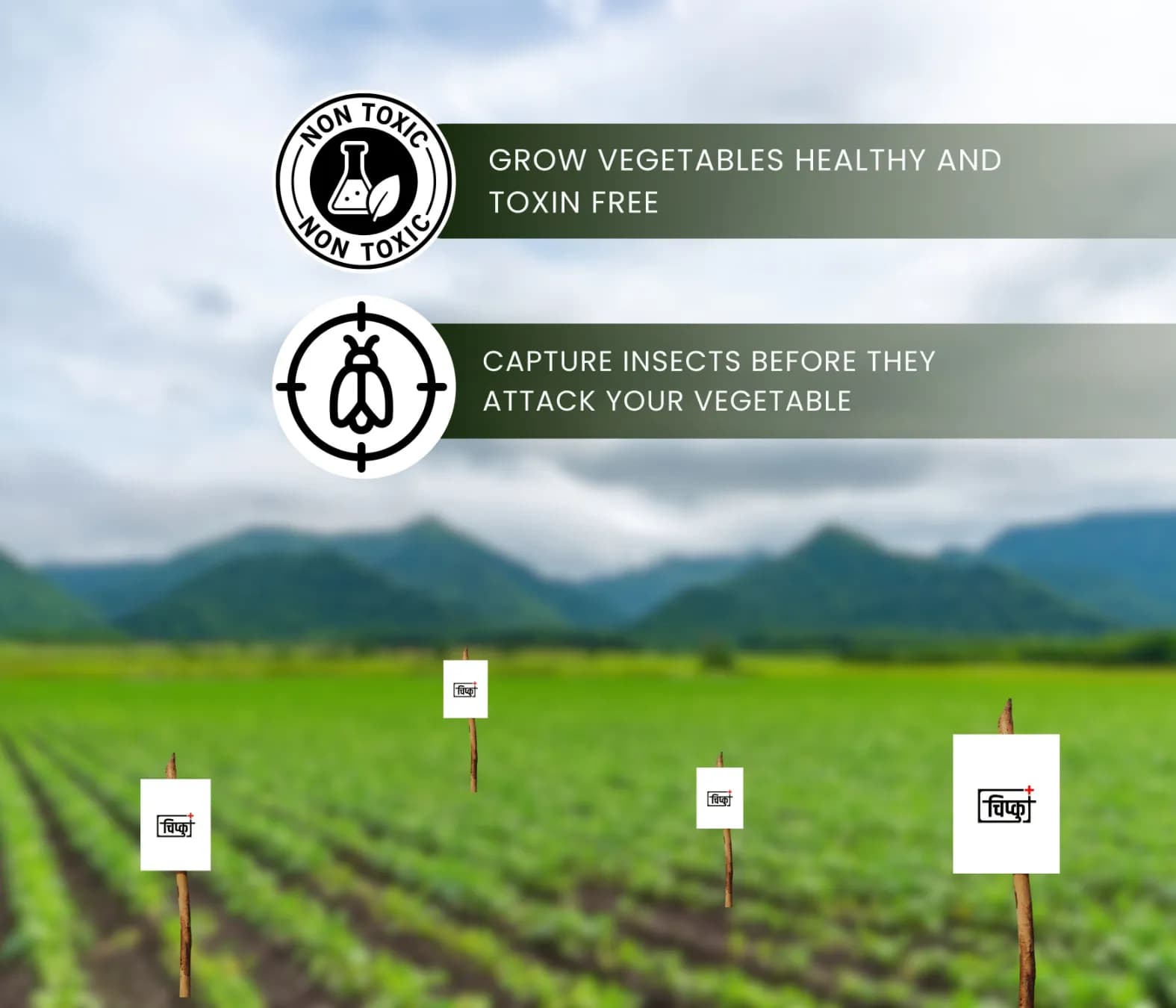 Chipku A5 White Sticky Trap For Insects, Useful for Farming Outdoor and Gardening (Size 150 MM x 200 MM) - Image 7