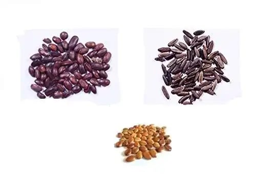 RK Seeds - Avenue seeds of Cassia fistula seeds, cassia seeds + Gulmohar Seeds, Delonix regia + Rain tree seeds, Samanea saman seeds, Albizia Saman