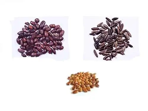 RK Seeds - Avenue seeds of Cassia fistula seeds, cassia seeds + Gulmohar Seeds, Delonix regia + Rain tree seeds, Samanea saman seeds, Albizia Saman