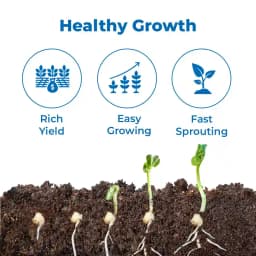 SK Organic ODC Variety Moringa Seeds, Drumstick Seeds, Horseradish Tree Seeds, Saijan ki Phalli, Saragavo (100% Organic) 3