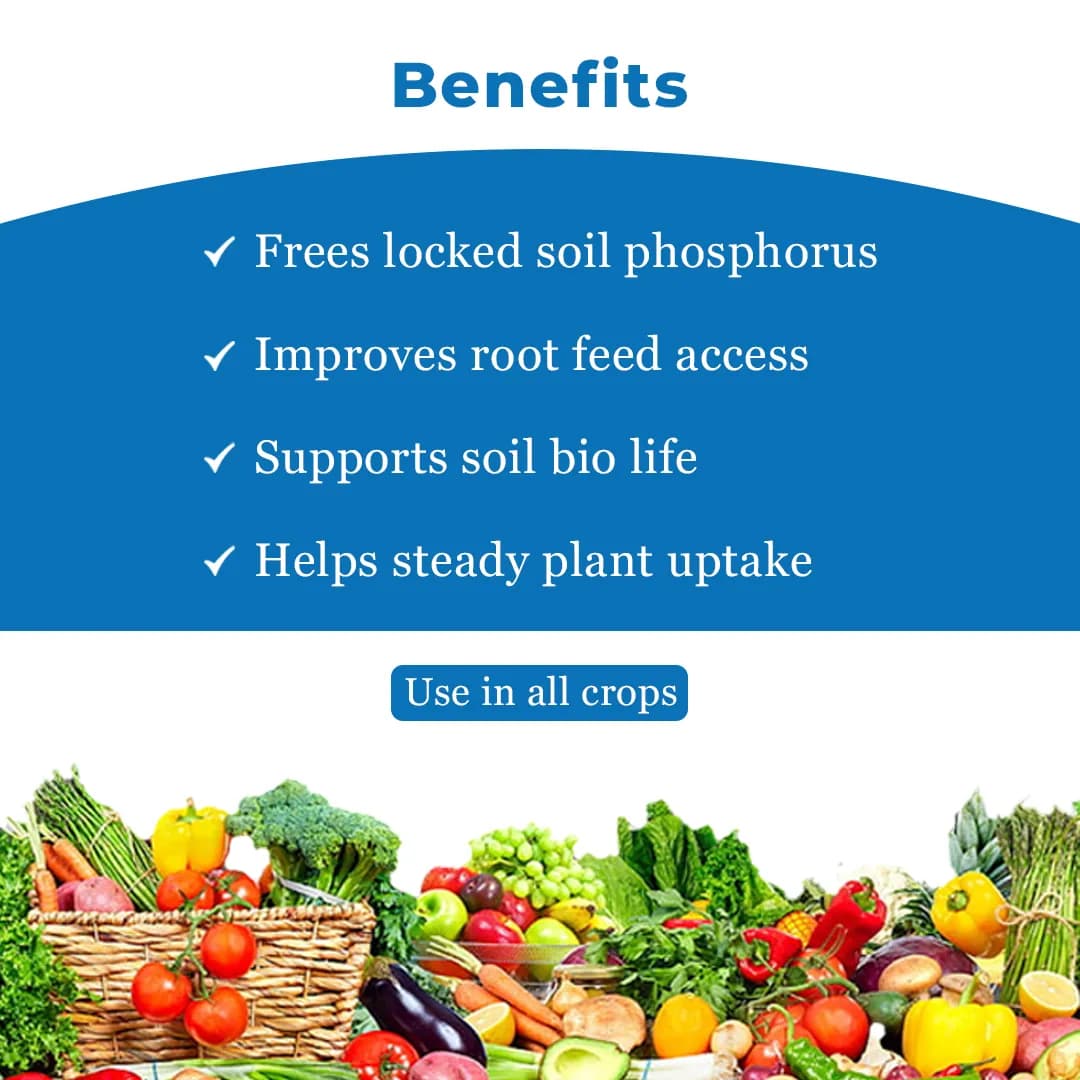 Jivanu Phosphate Solubilizing Bacteria Bio Fertilizers, Increase Stem Strength - Image 4