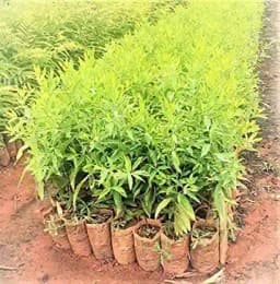 Sri Sai Forestry Safed Chandan Plant Tree Seeds, White Sandalwood Tree Seeds 5
