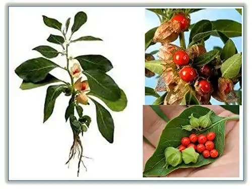RK Ashwagandha Seeds - Withania Somnifera Seeds - Image 3