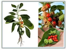 RK Seeds Ashwagandha seeds , Withania somnifera seeds , Ashwagandha Indian Ginseng Plant Seeds ,Indian Ginseng seed, Ashwagandha seeds for planting 2