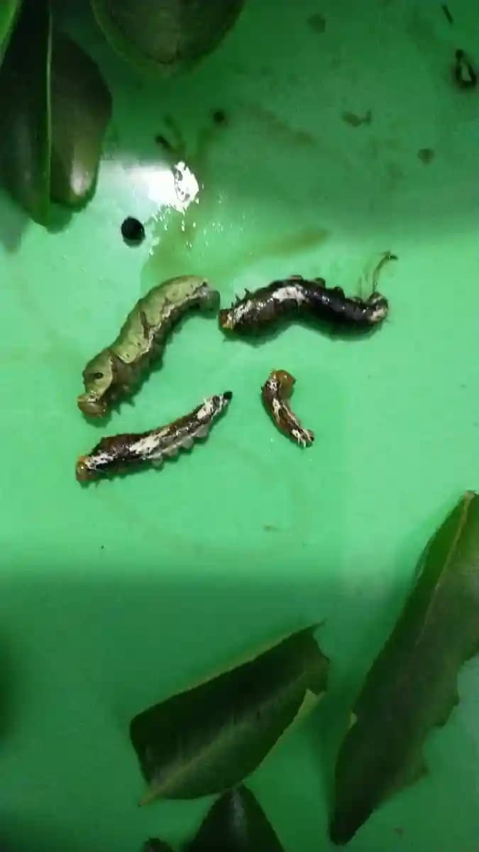 ALBATA Royal Larvend NOCA, SATTVIK and KRUSHI Certified, Non Toxic, Eco friendly. - Image 4