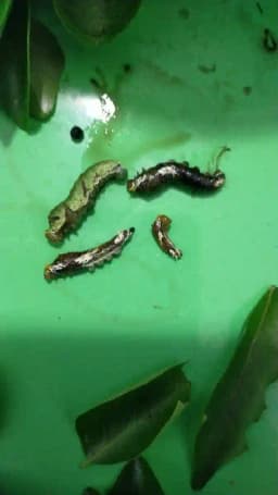 ALBATA Royal Larvend NOCA, SATTVIK and KRUSHI Certified, Non Toxic, Eco friendly. 4