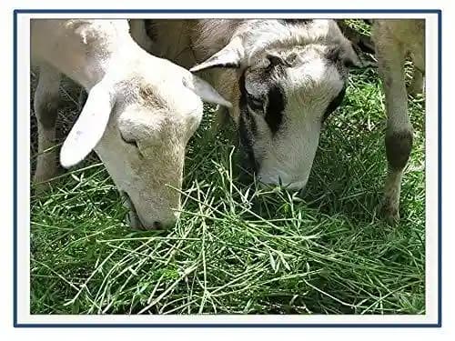 RK Seeds Stylo Hamata Grass Seed , Grass Seeds , Fodder Seeds , Stylosanthes Hamata Seed,stylo grass seeds,cattle grass seeds ,grass seeds plantation - Image 1