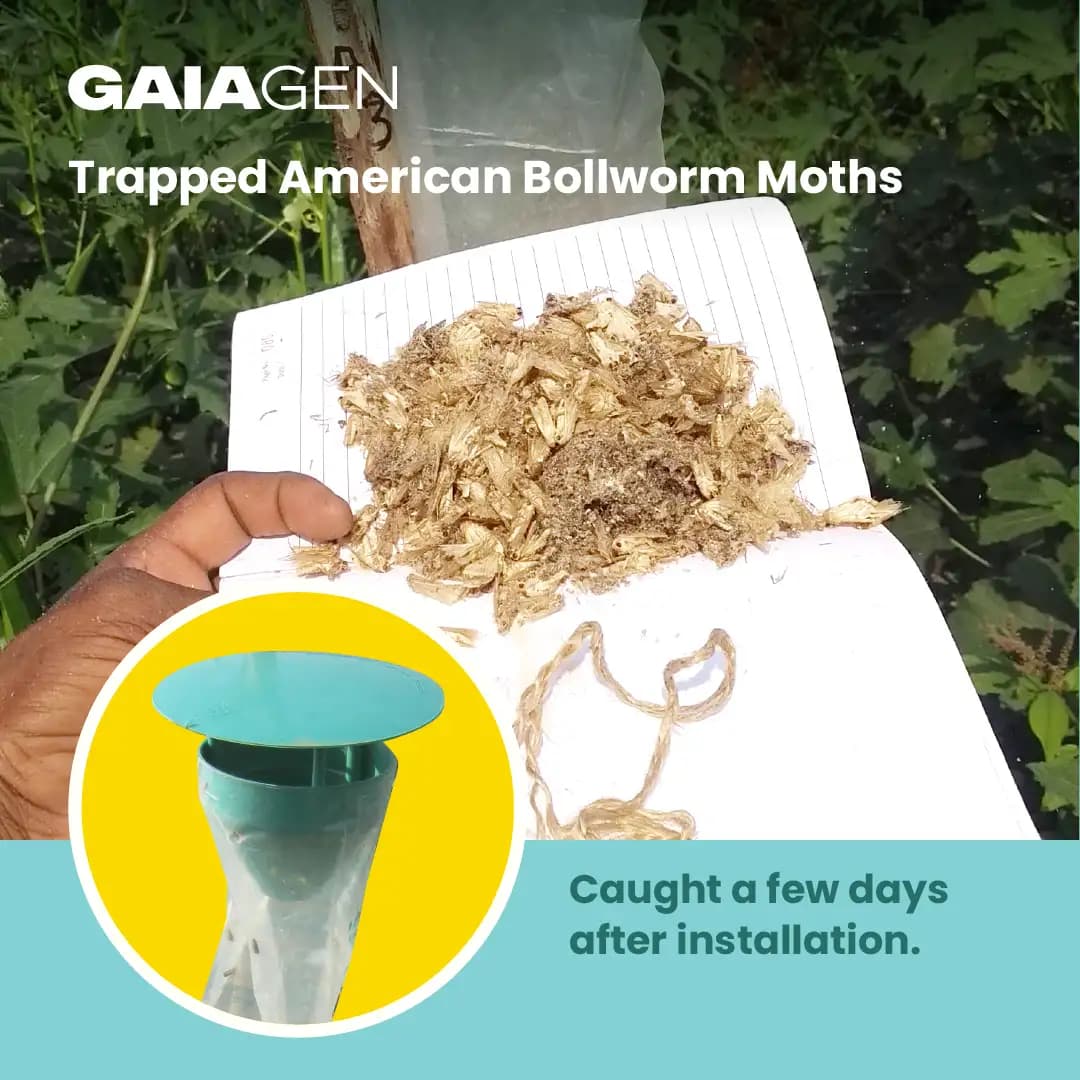 Gaiagen Pheromone Lure For American Bollworm (Helicoverpa Armigera) And Insect Funnel Traps, IMO Certified - Image 7