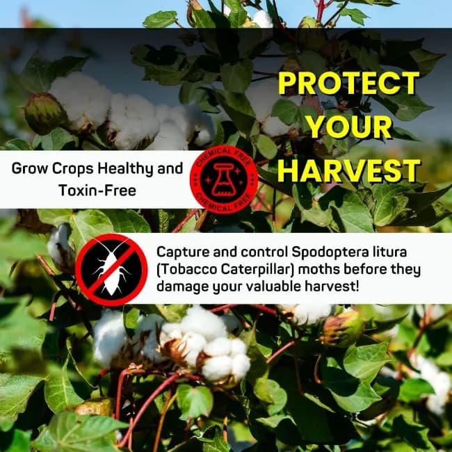 Chipku Funnel Trap With Spodoptera Litura Lure - Image 7