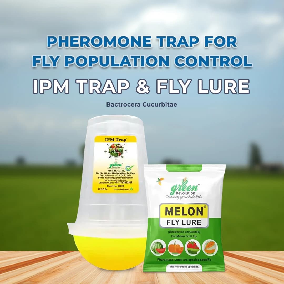IPM Trap With Melon Fly Pheromone Lure For Controlling Bactrocera Cucurbitae. For Cucumber, Bottle Gourd, Bitter Gourd, Pumpkin, Water Melon - Image 2