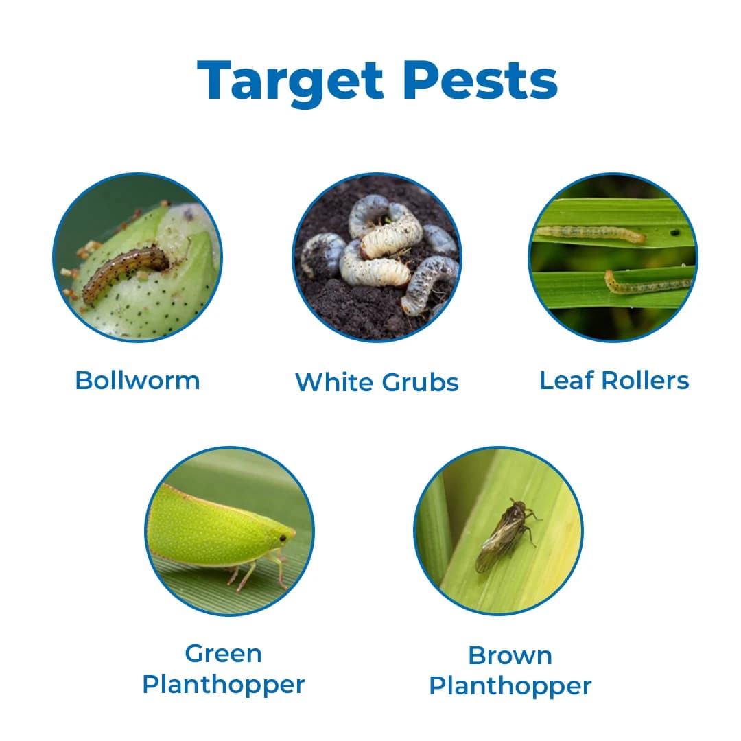 Bacf CaTnip Insecticide - Chlorpyriphos 20% CS - Image 3