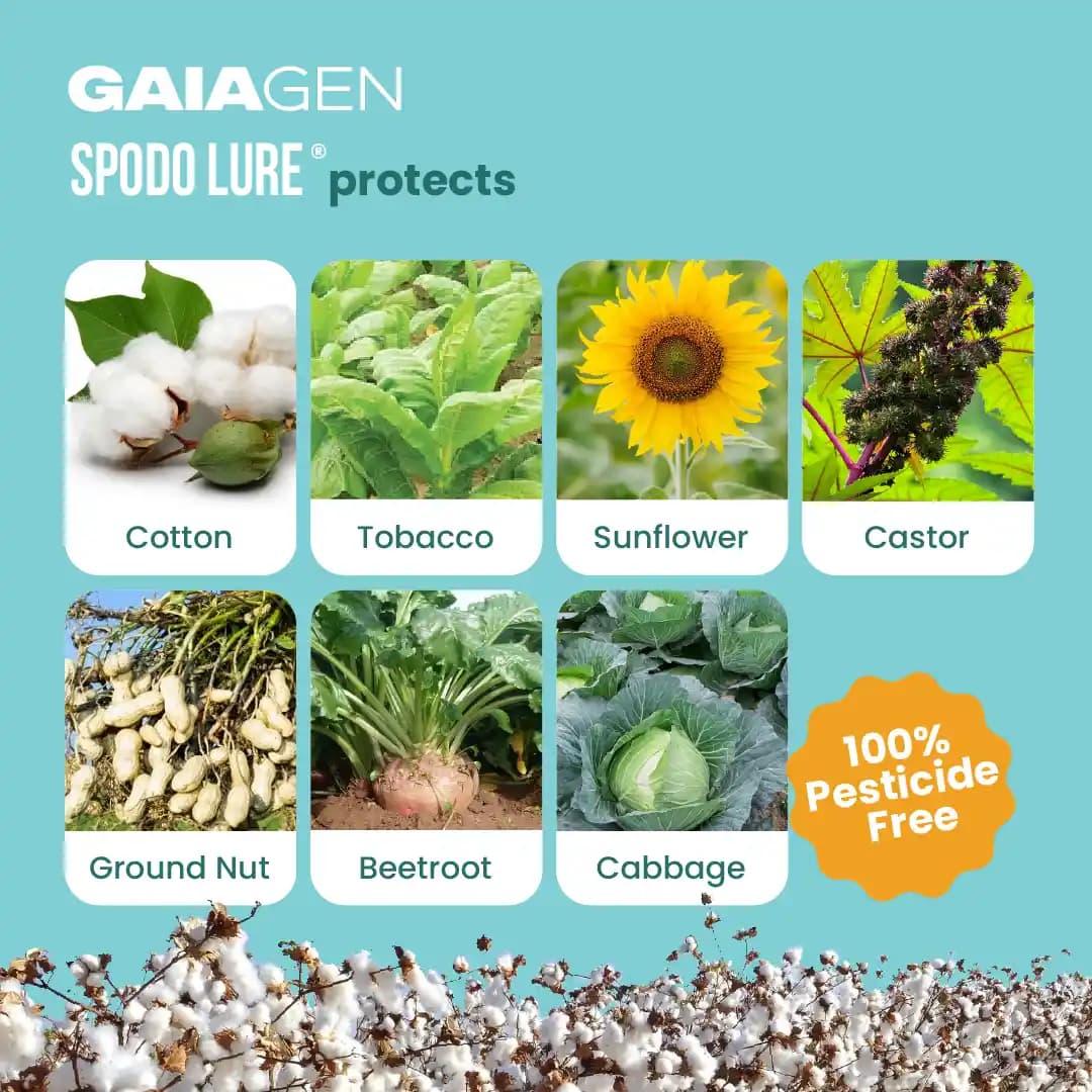 Gaiagen Tobacco Caterpillar (Spodoptera Litura) Pheromone Lure And Insect Funnel Traps, IMO Certified. - Image 3