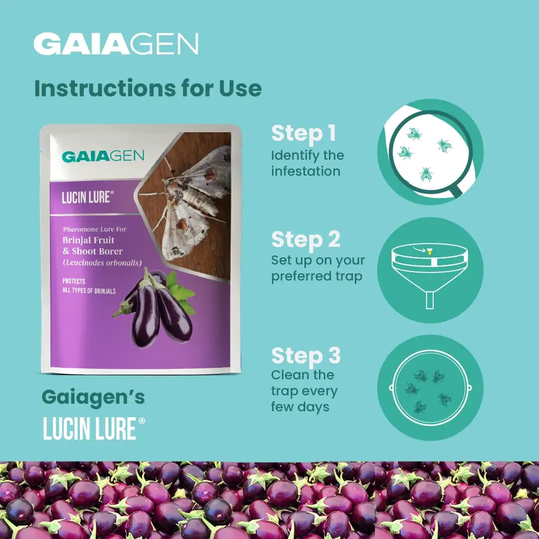 Gaiagen Brinjal Fruit And Shoot Borer Pheromone Lure For Leucinodes Orbonalis, IMO Certified. - Image 6